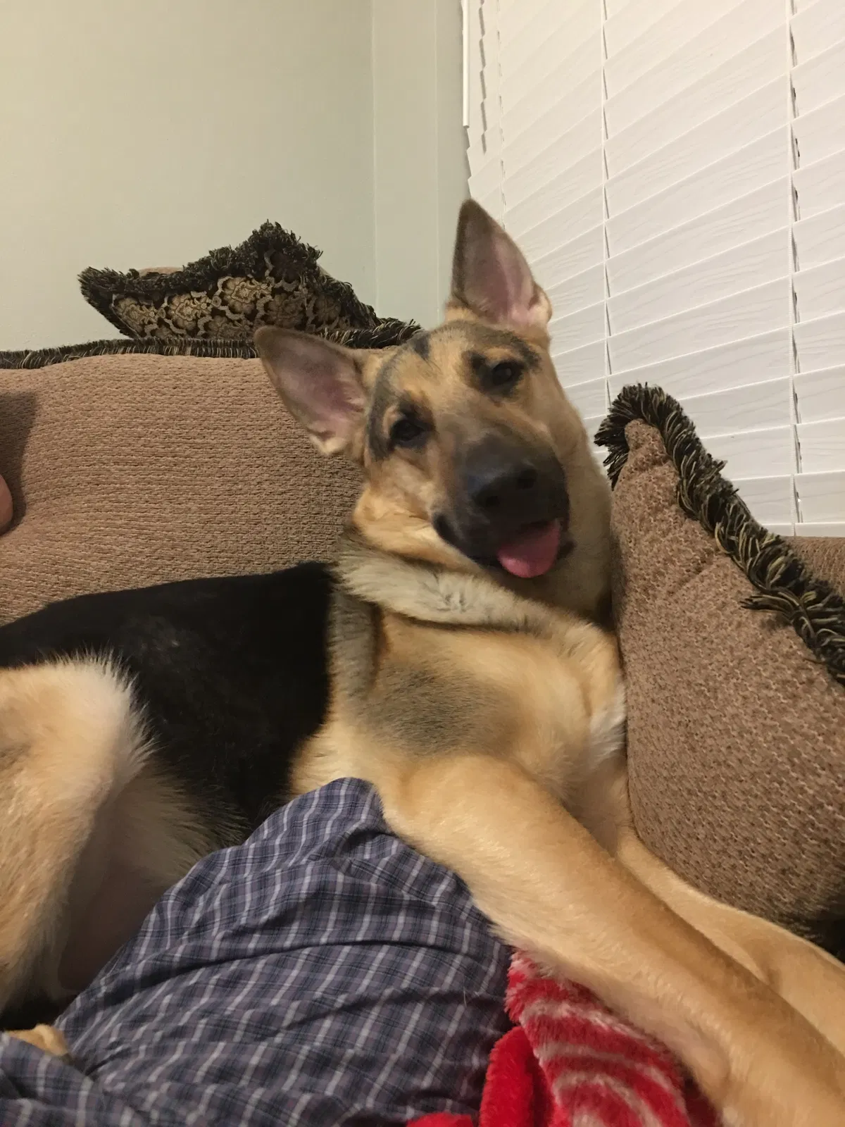 Found dog in Houston, TX, 77036