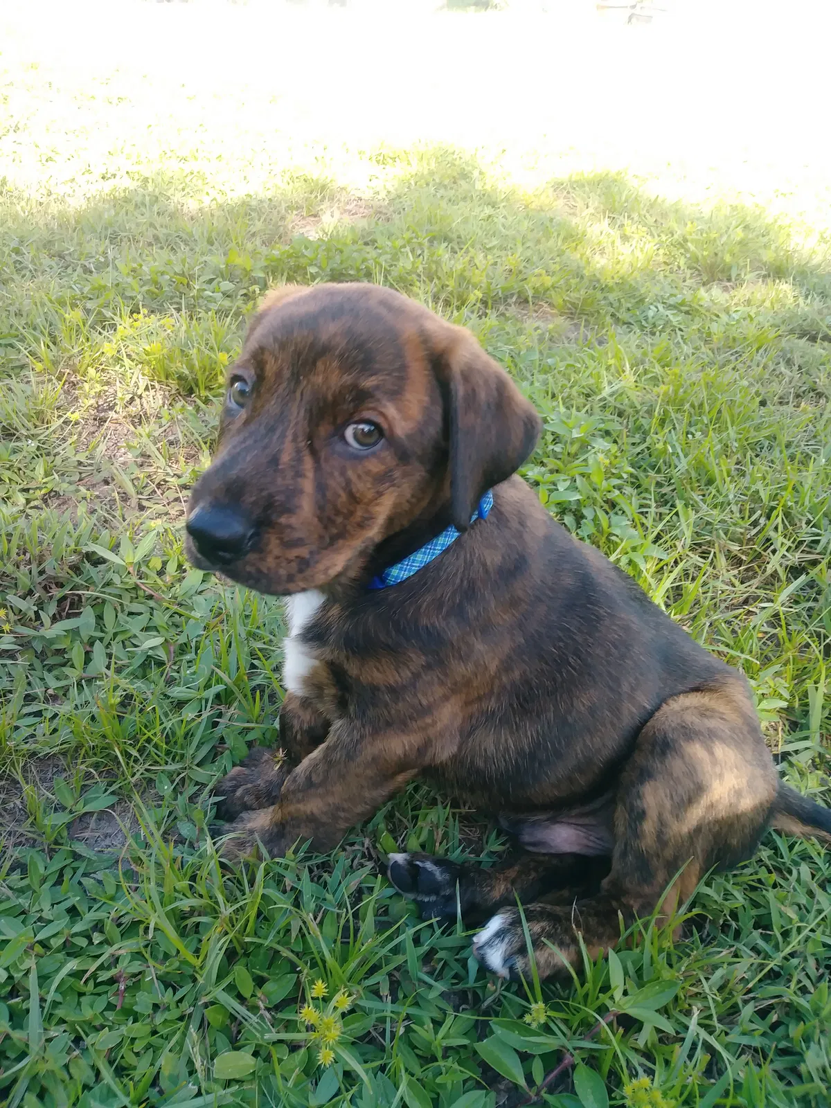 Found dog in Unknown, FL, 34963