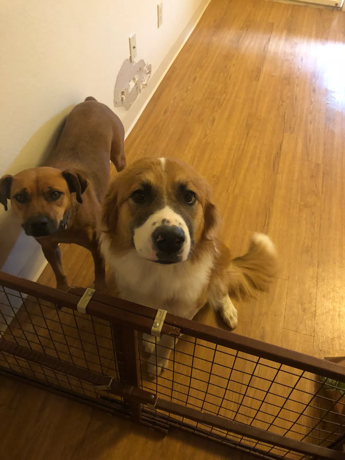 Found dog in Leesville, LA, 71446