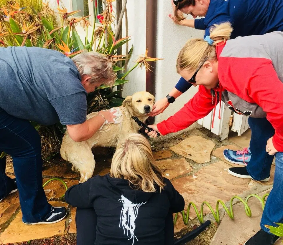 Found dog in Coronado, CA, 92118