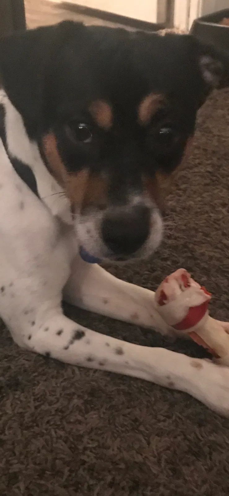 Found dog in Lafayette, LA, 70501