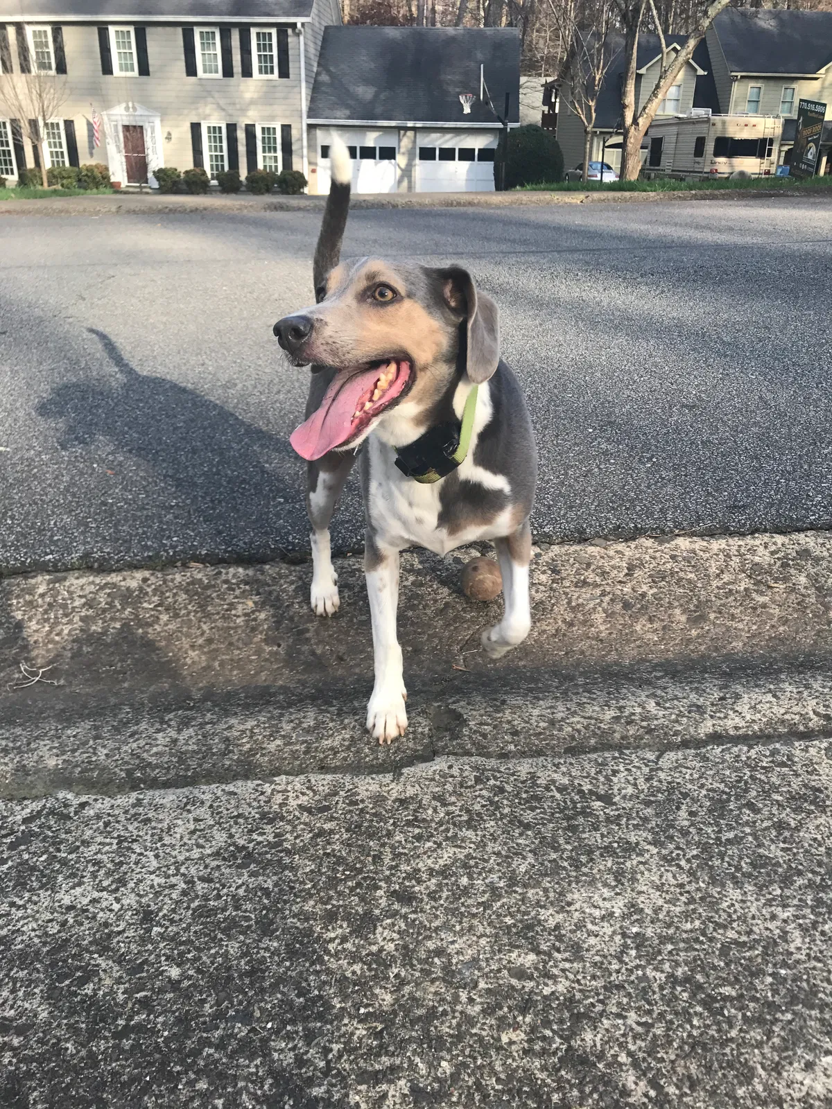Found dog in Myrtle Beach, SC, 29588