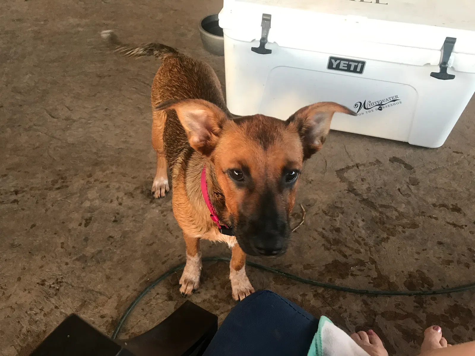 Found dog in Crawford, TX, 76638
