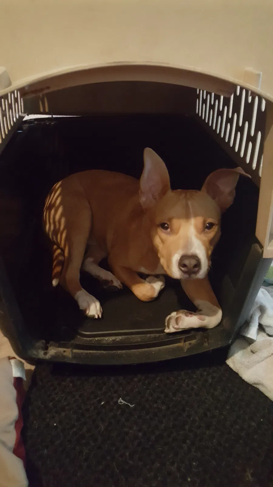 Found dog in Stockton, CA, 95207