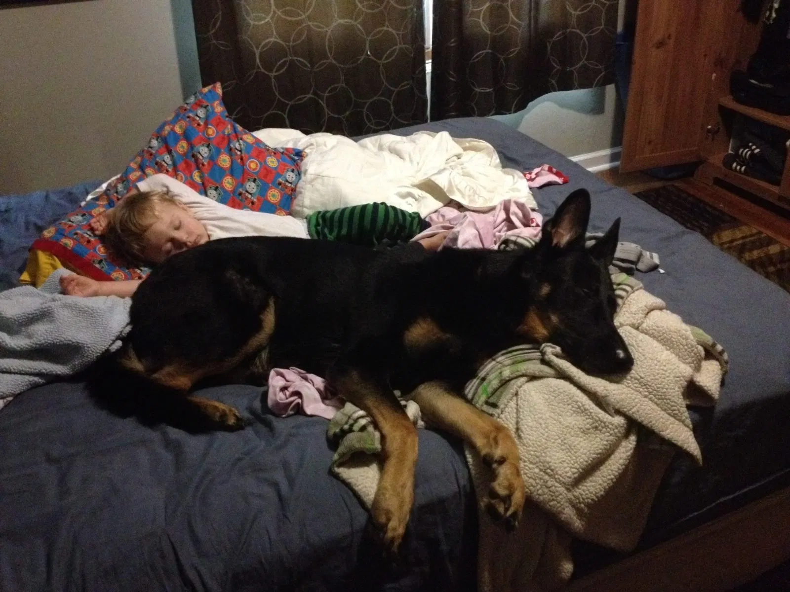 Found dog in Glenside, PA, 19038