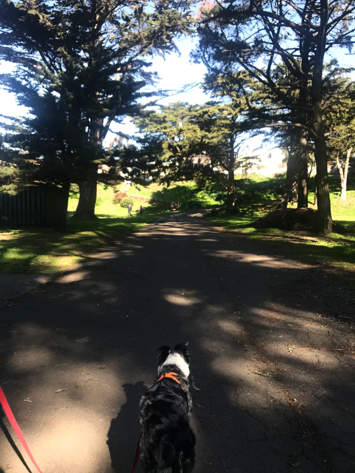 Found dog in Daly City, CA, 94014