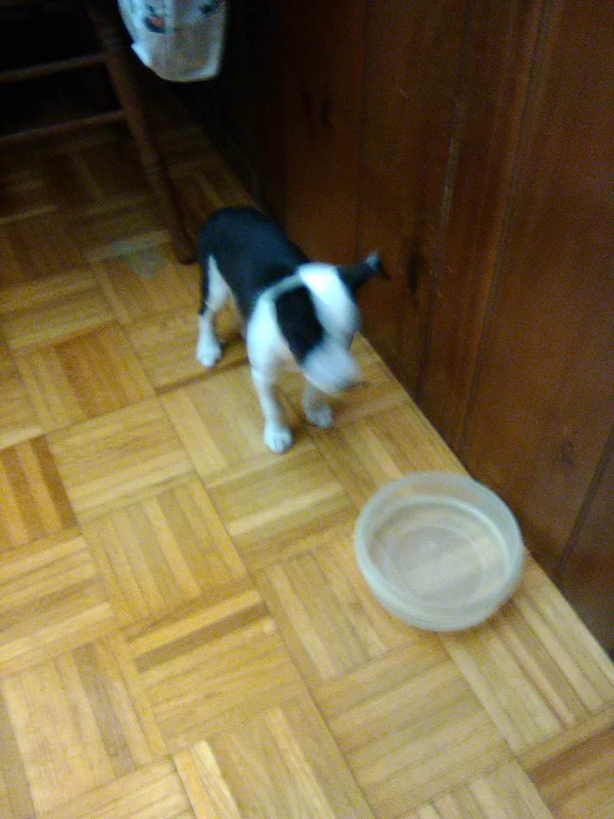 Found dog in Bonnerdale, AR, 71933