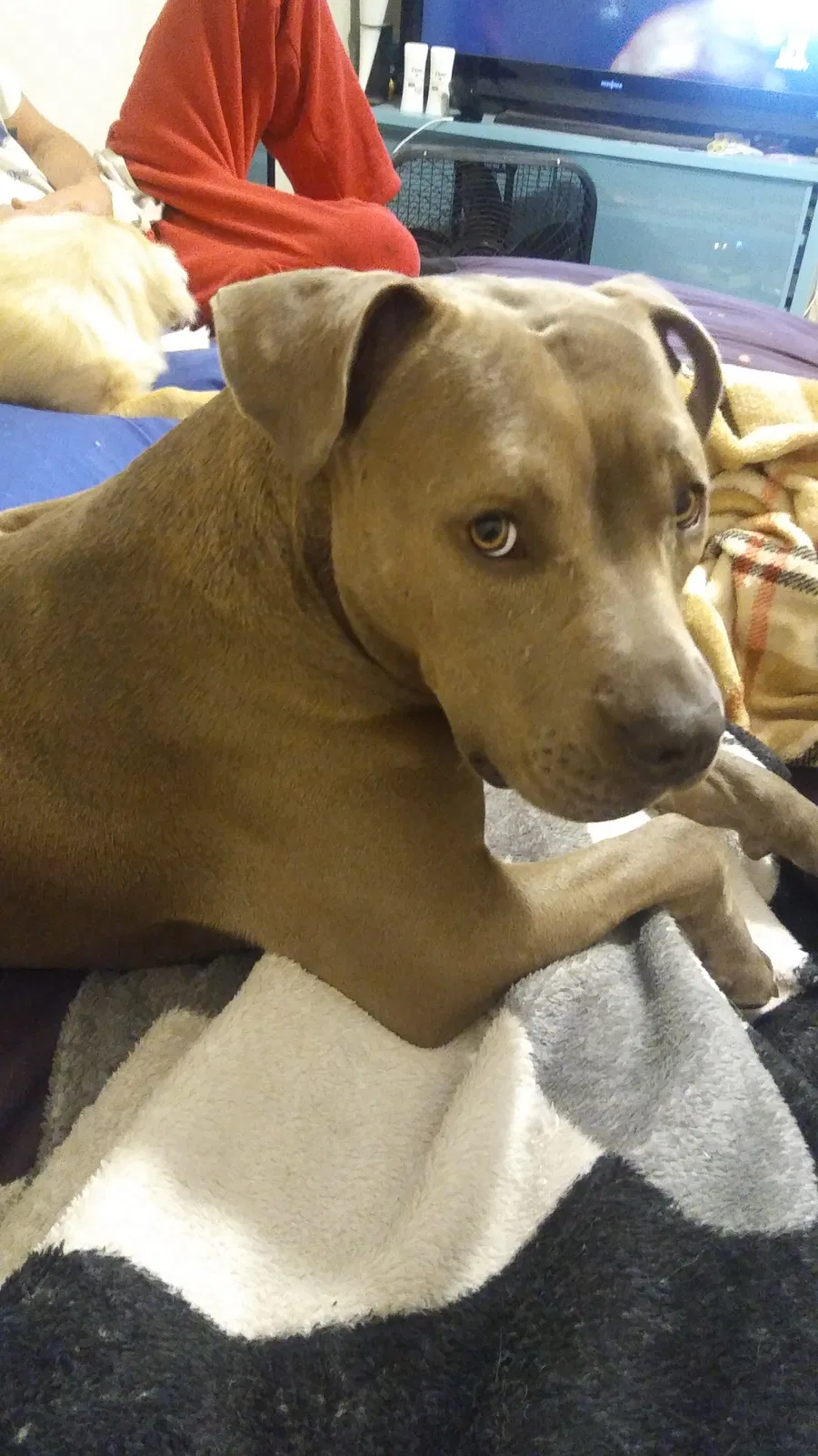Found dog in Lake Elsinore, CA, 92530