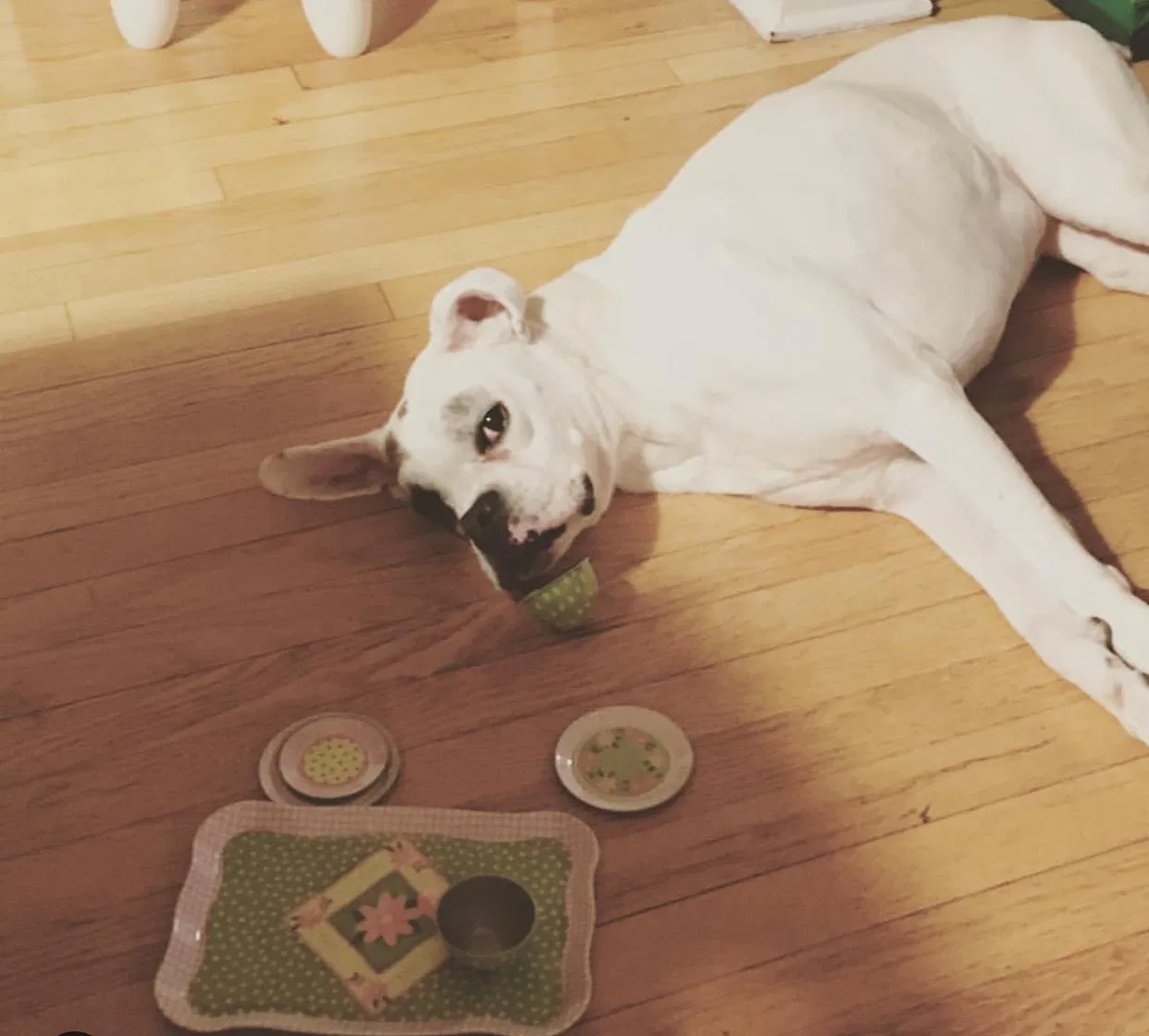 Found dog in Chicago, IL, 60641