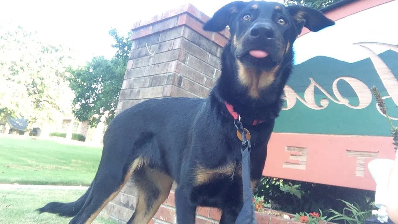 Found dog in Springdale, AR, 72762