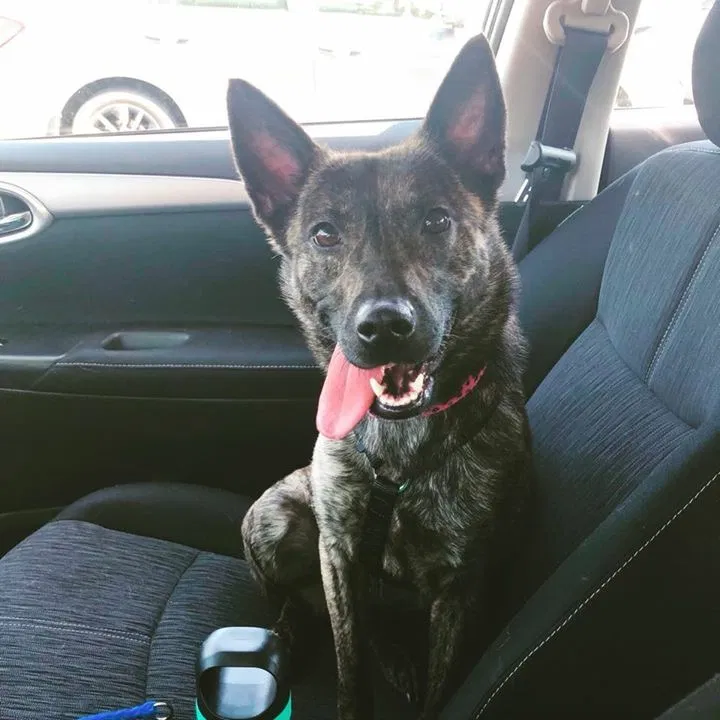 Found dog in Concord, NC, 28027
