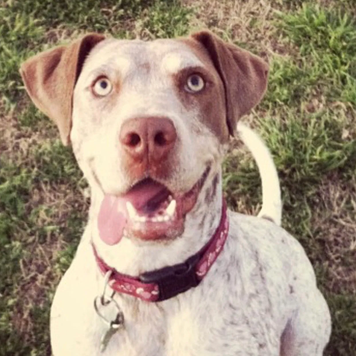 Found dog in Hollister, CA, 95023
