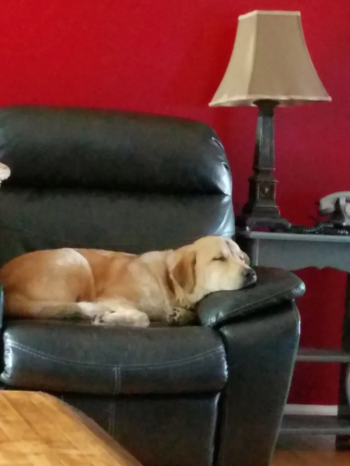 Found dog in Sylacauga, AL, 35151
