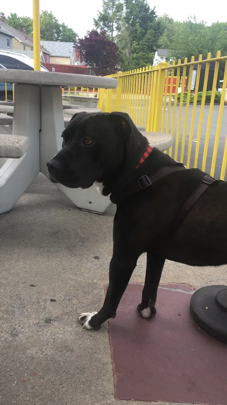 Found dog in Woodhaven, NY, 11421