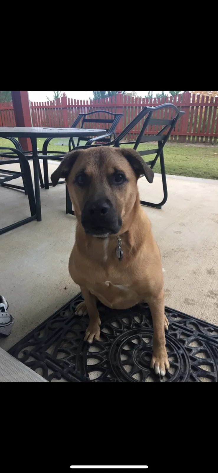 Found dog in Buford, GA, 30518