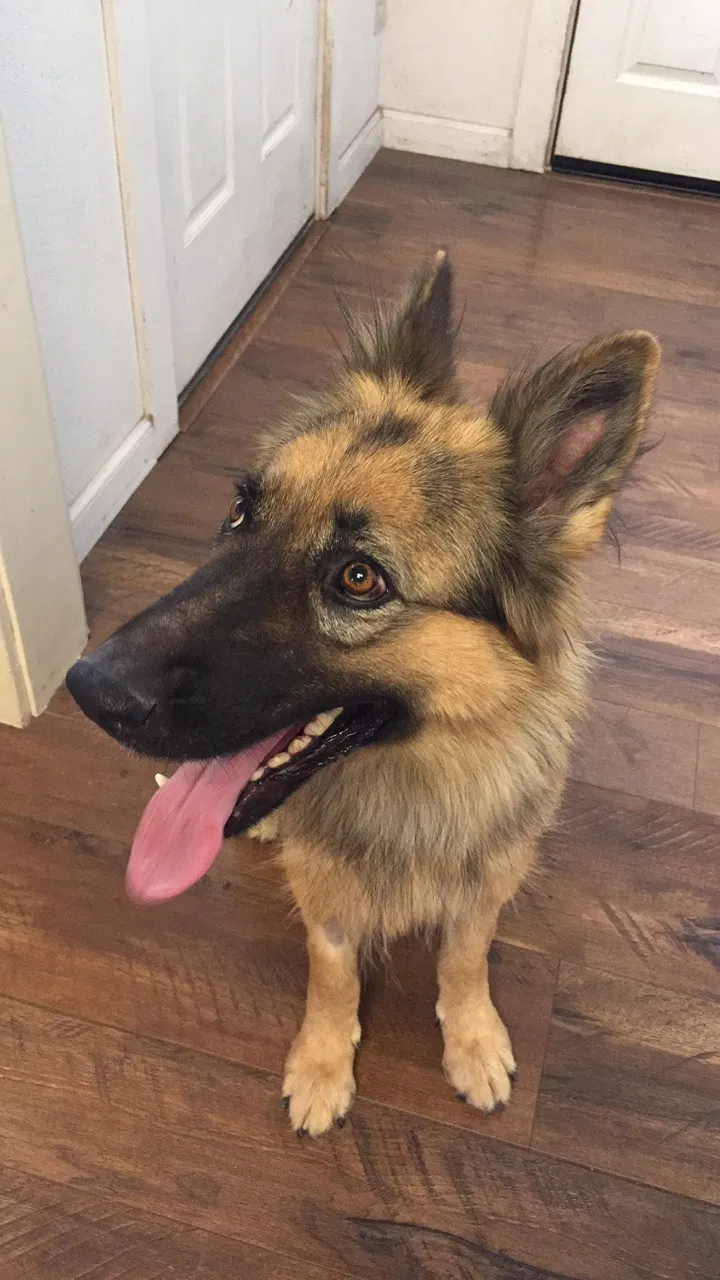 Found dog in Turlock, CA, 95382