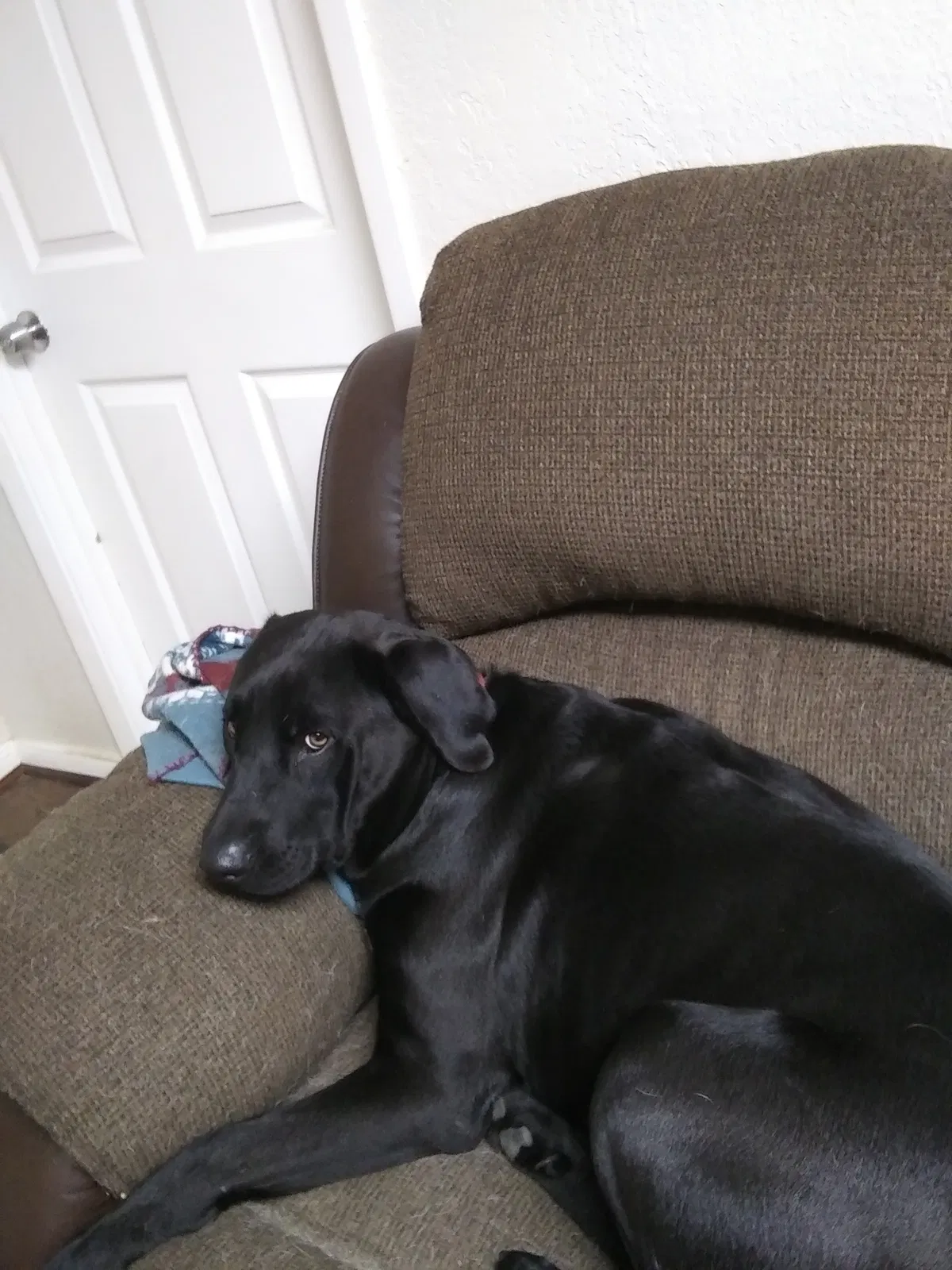 Found dog in Alvin, TX, 77511