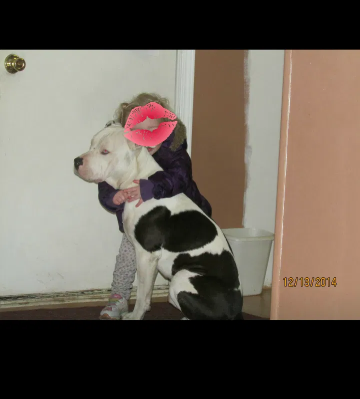 Found dog in North Liberty, IN, 46554