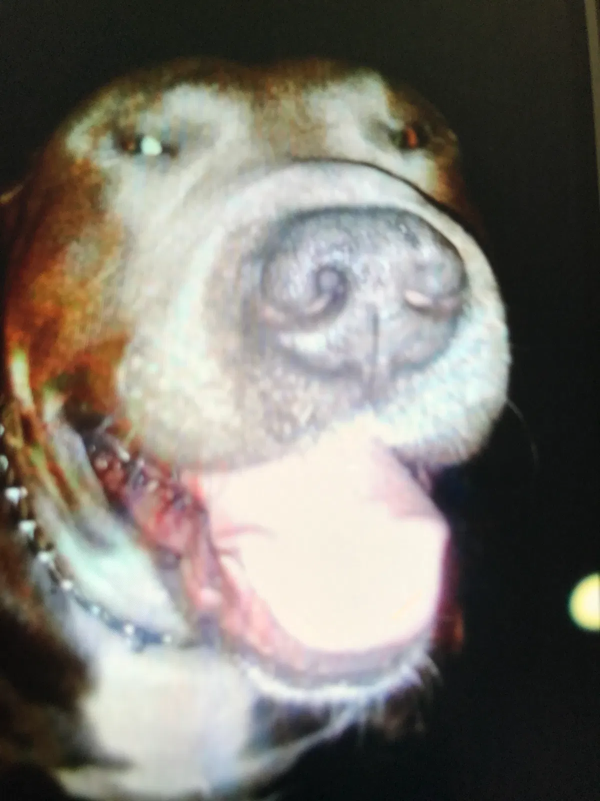 Found dog in Romeo, MI, 48065