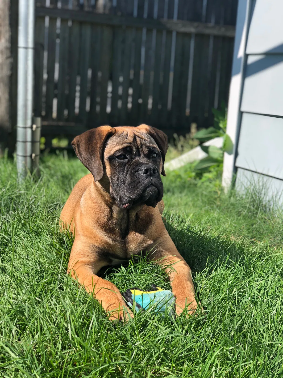 Found dog in Kenosha, WI, 53143
