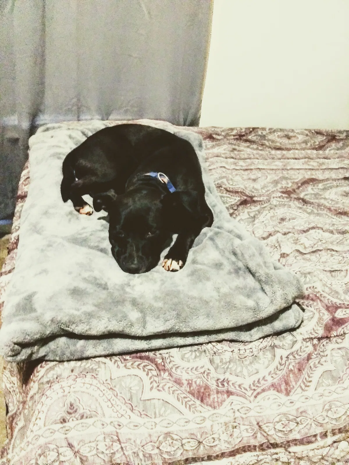 Found dog in Knightdale, NC, 27545