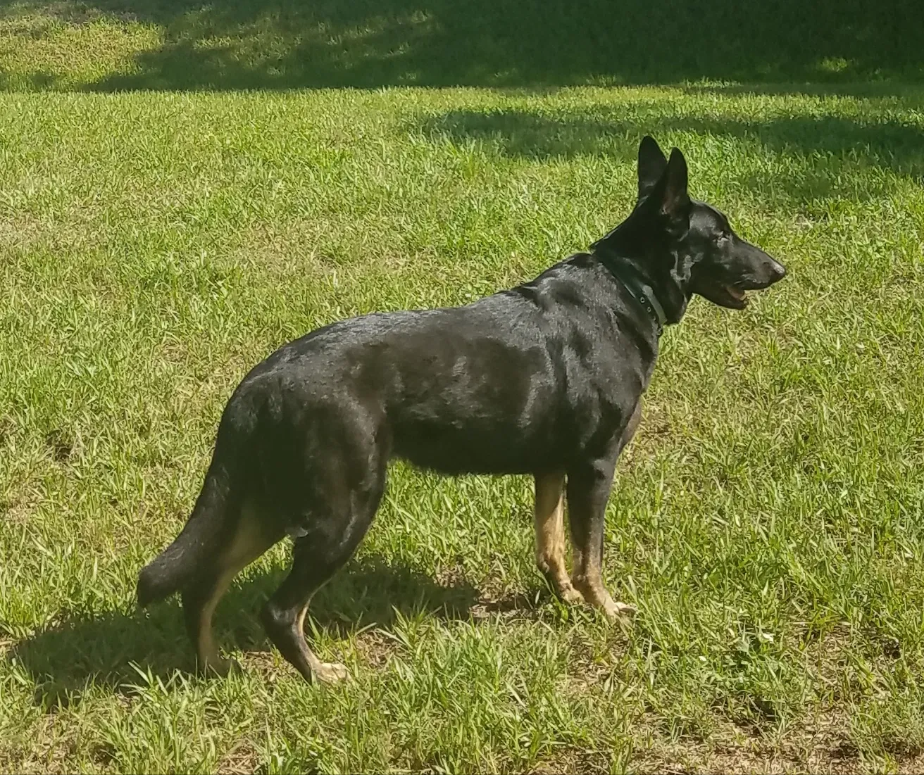 Found dog in Winter Haven, FL, 33880
