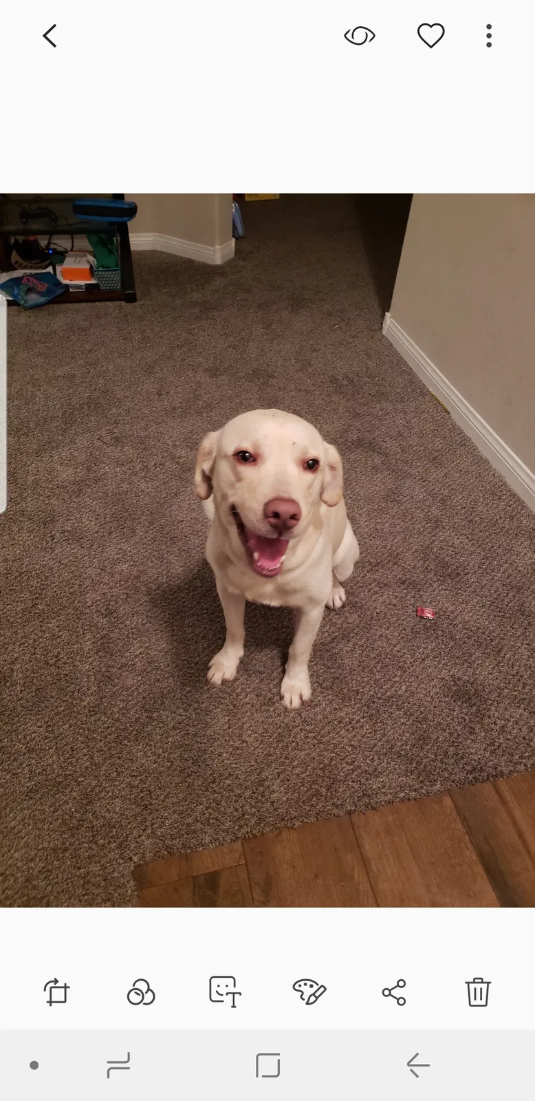 Found dog in Las Vegas, NV, 89119