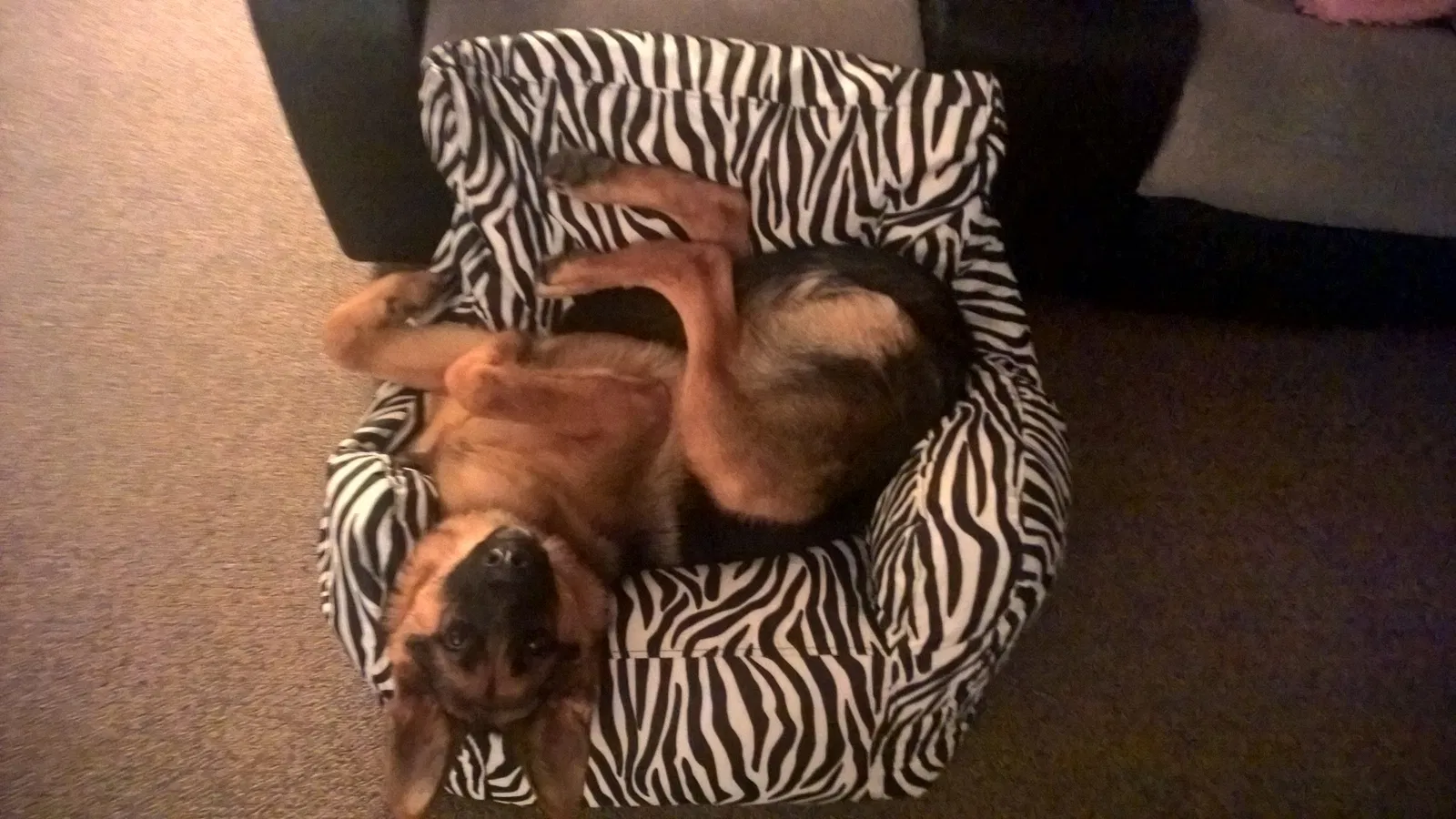 Found Dog