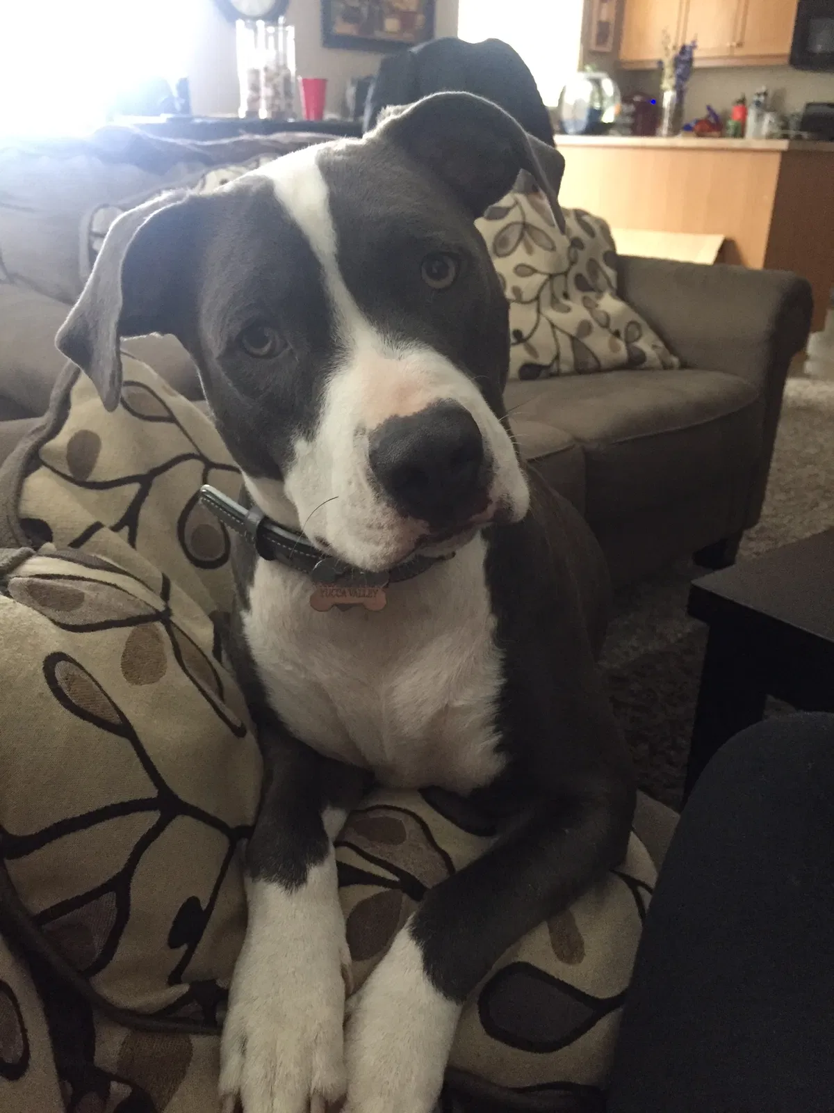 Found dog in Beaumont, CA, 92223