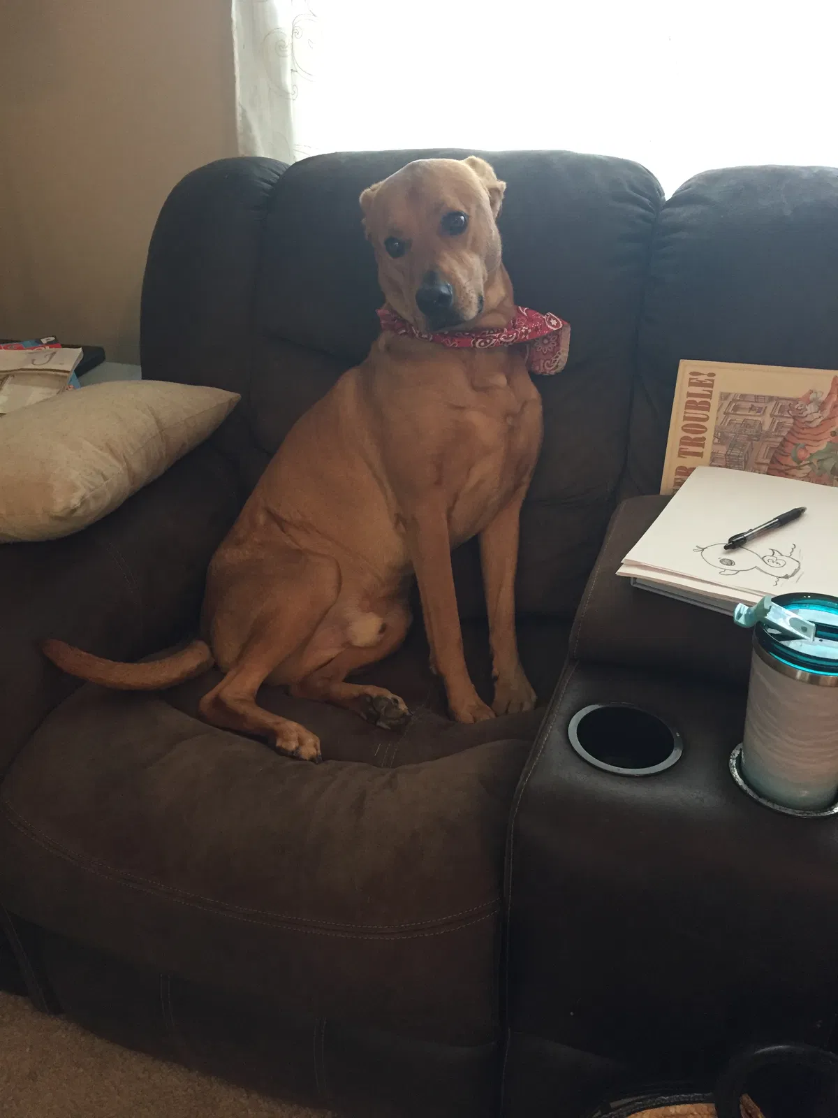 Found dog in Colorado Springs, CO, 80916