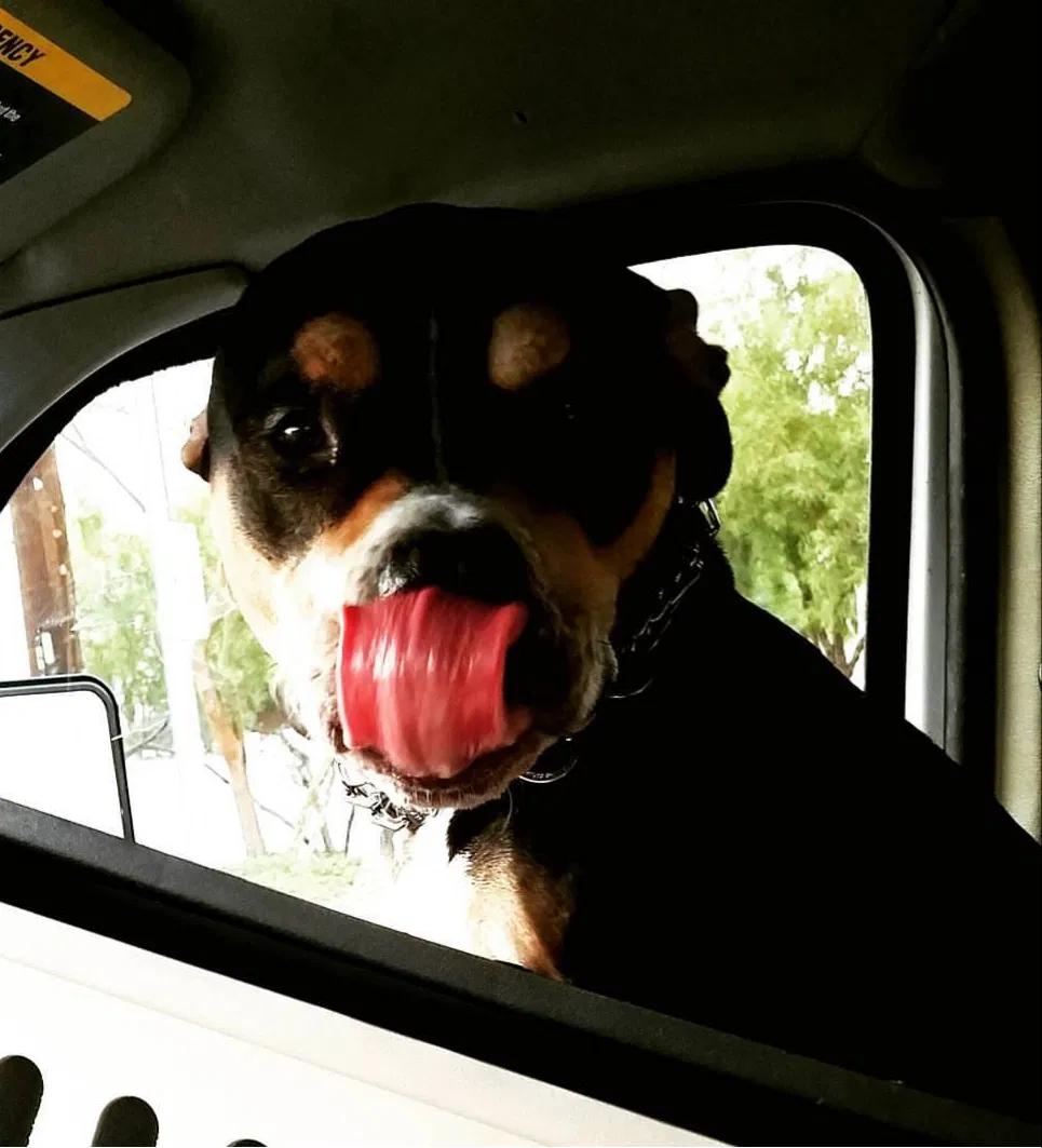 Found dog in Las Vegas, NV, 89148