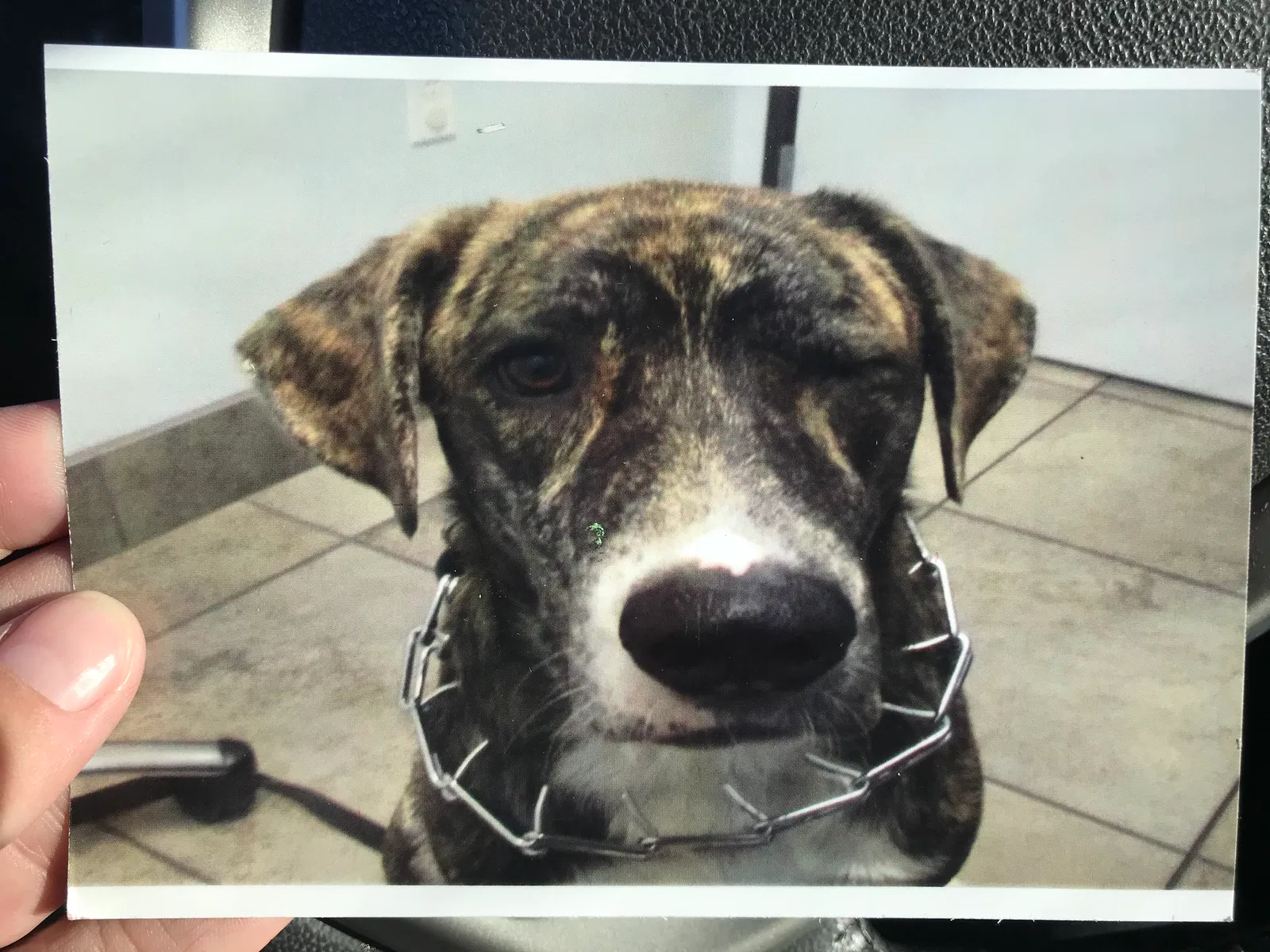 Found dog in Florence, AZ, 85132