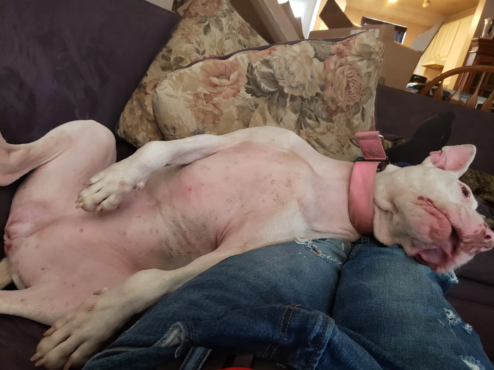 Found dog in Reynoldsburg, OH, 43068