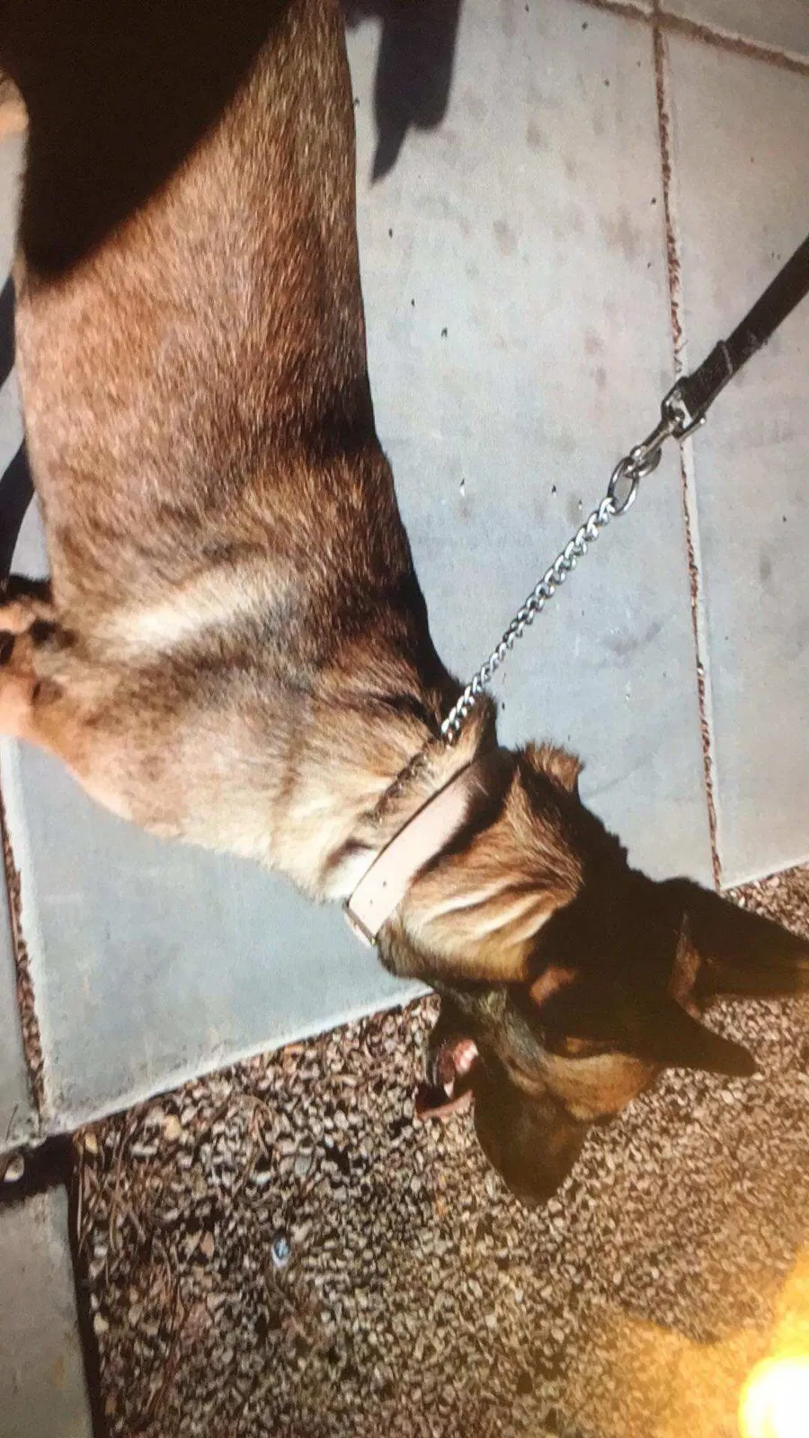 Found dog in Gilbert, AZ, 85234