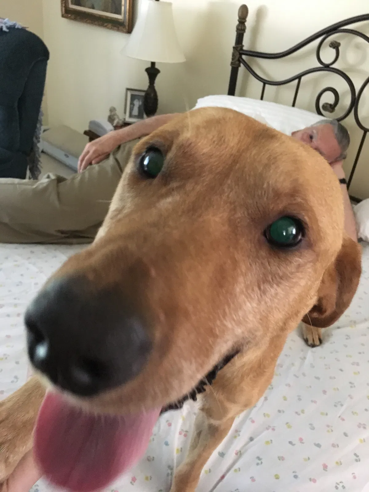 Found dog in Manchester Township, NJ, 8759