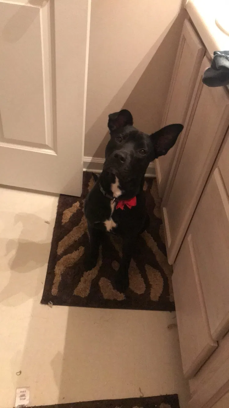 Found dog in Greenville, NC, 27858