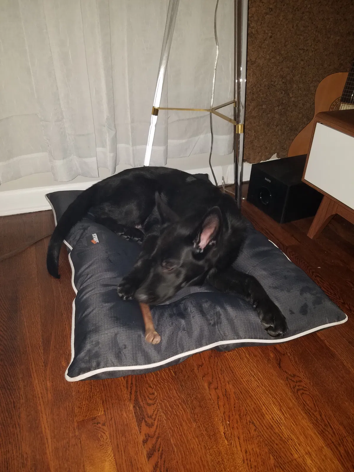 Found dog in Cuyahoga Falls, OH, 44221
