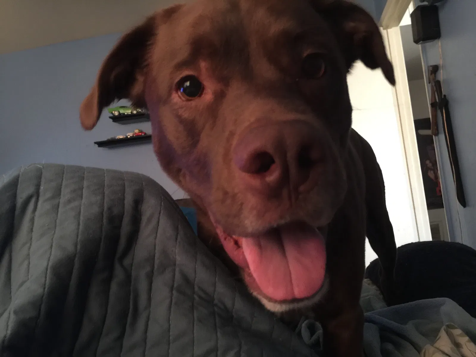 Found dog in Metairie, LA, 70002