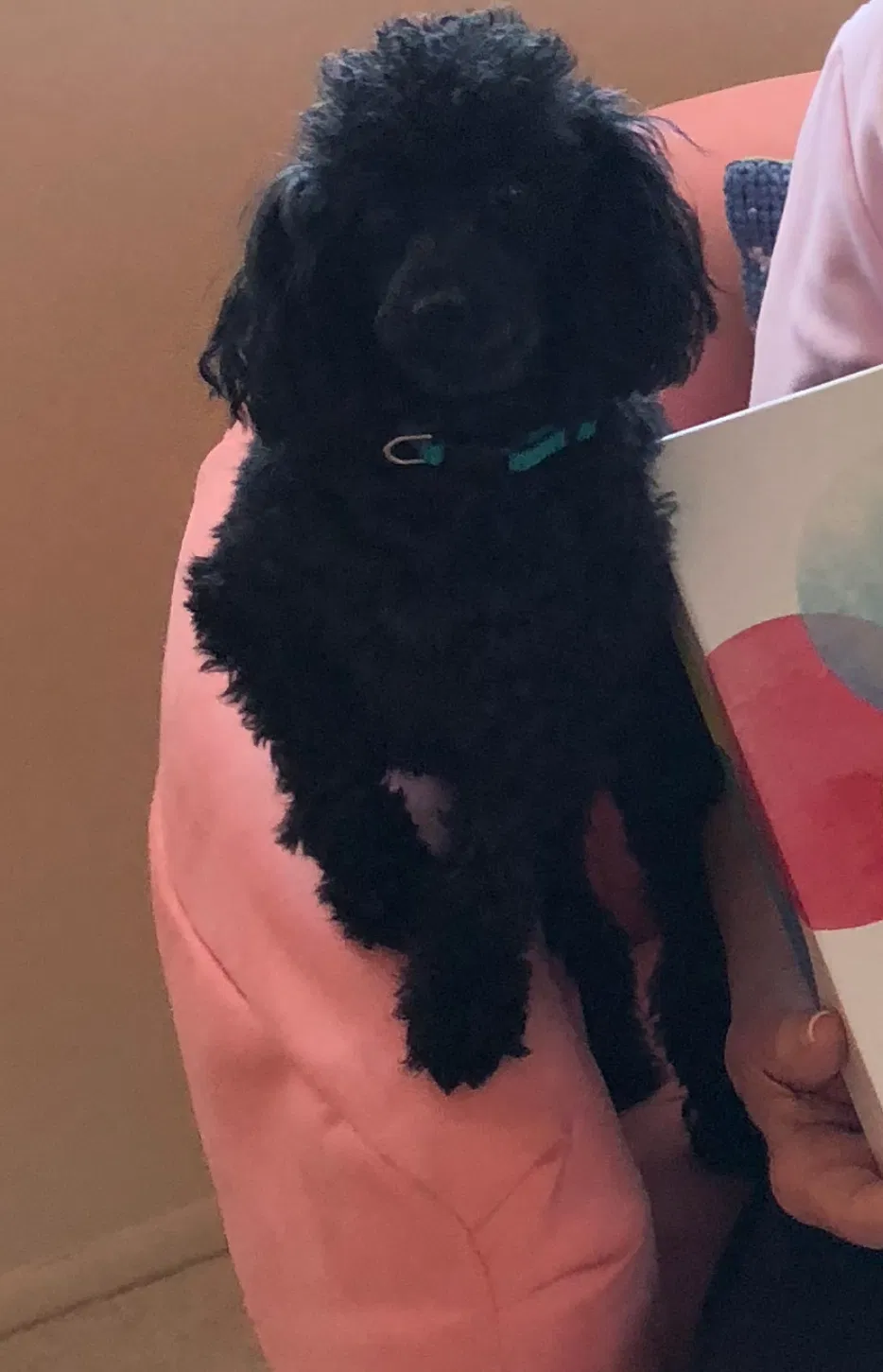 Found dog in Warren, MI, 48089