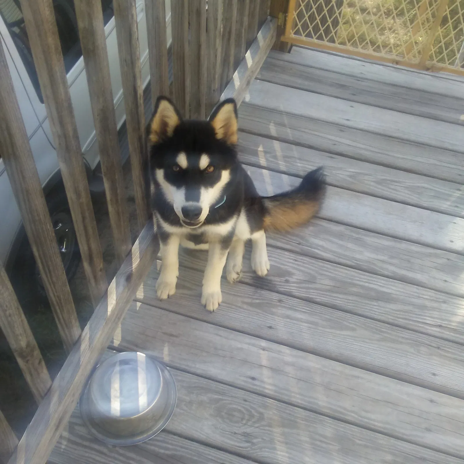 Found dog in Columbia, SC, 29229