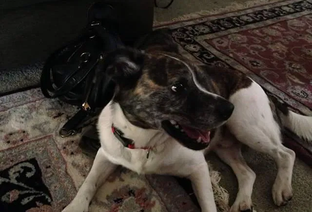 Found dog in Cumming, GA, 30040