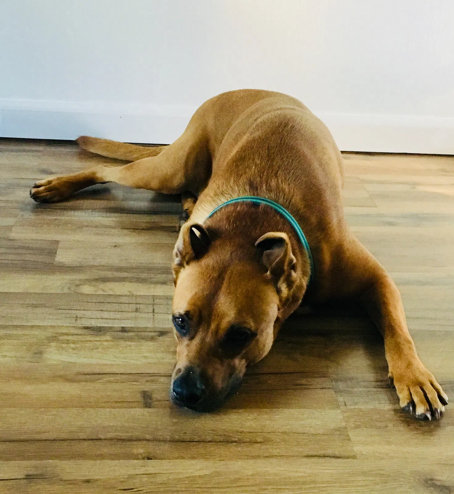 Found dog in Fayetteville, NC, 28306