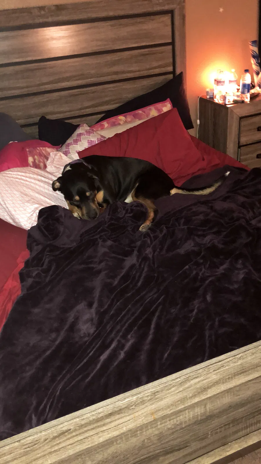 Found dog in Tempe, AZ, 85281