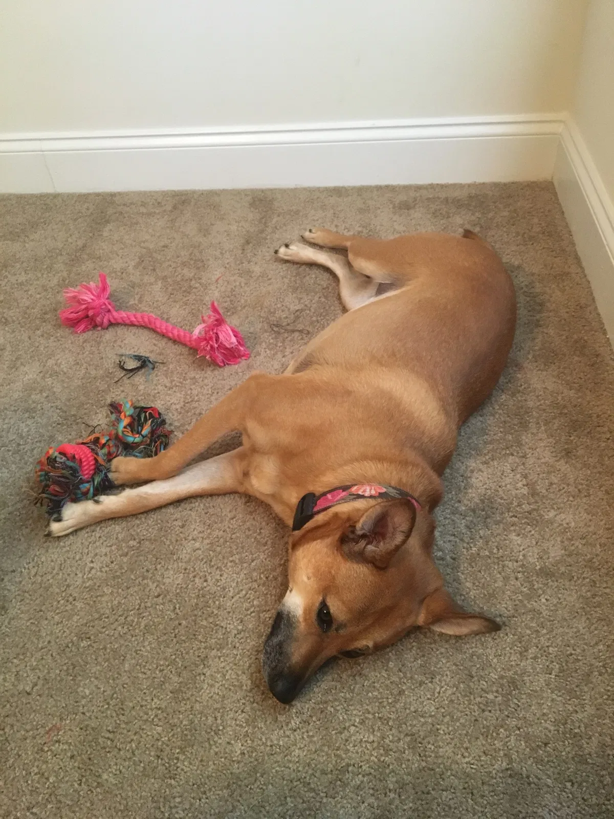 Found dog in Durham, NC, 27703