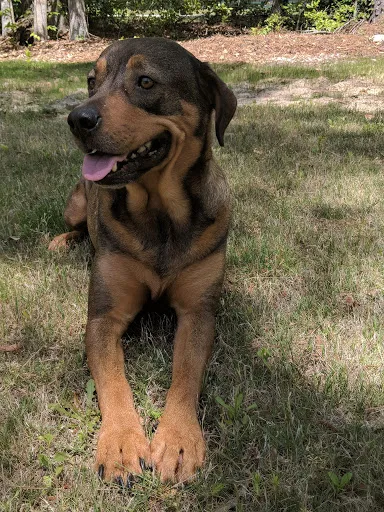 Found dog in Grovetown, GA, 30813