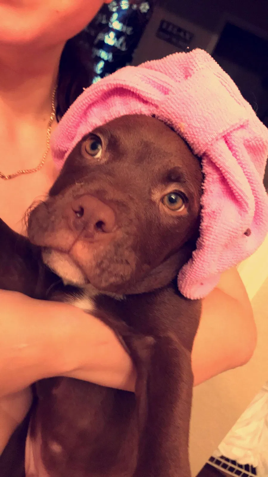Found dog in Orlando, FL, 32828