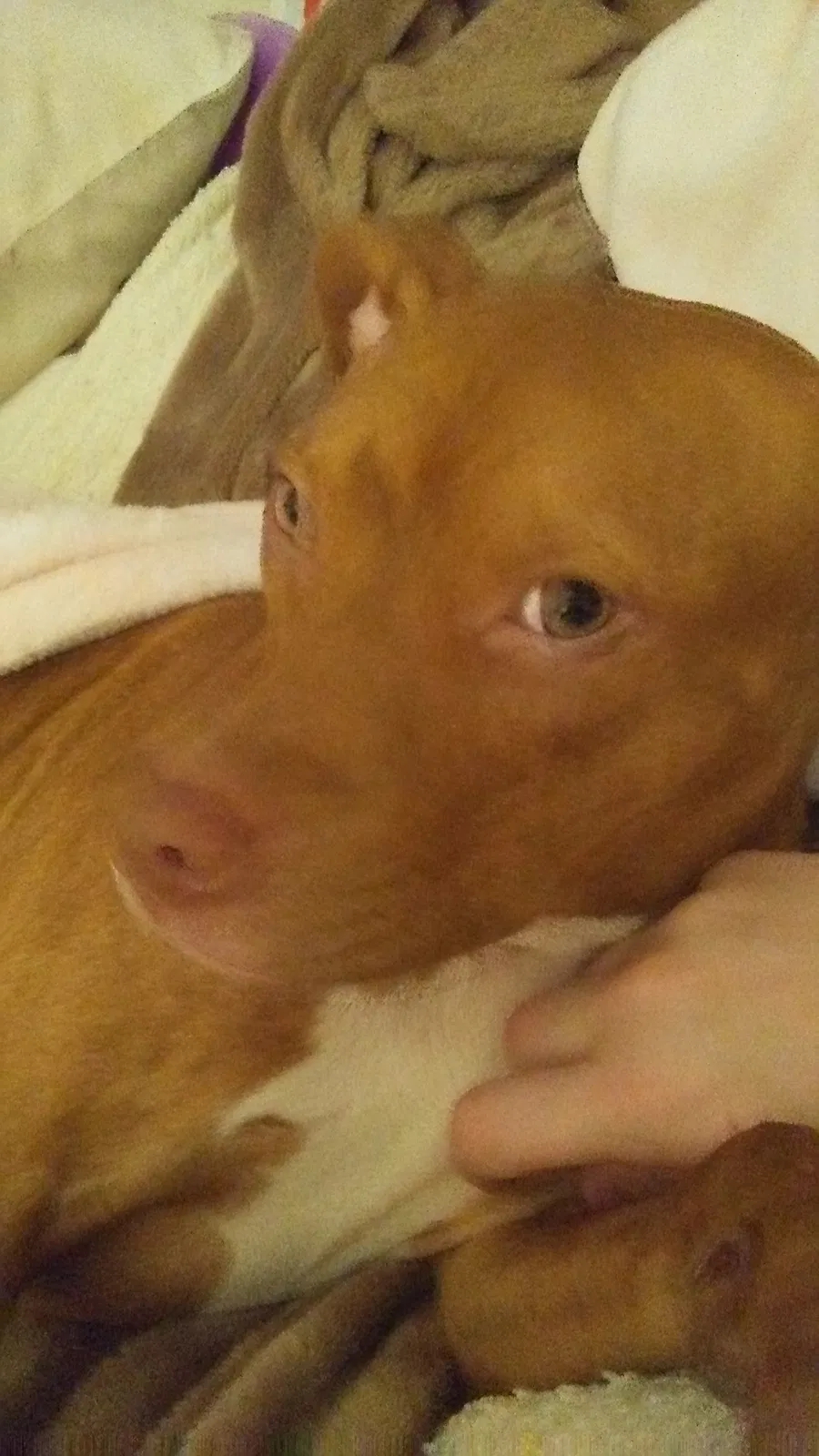 Found dog in Radcliff, KY, 40160