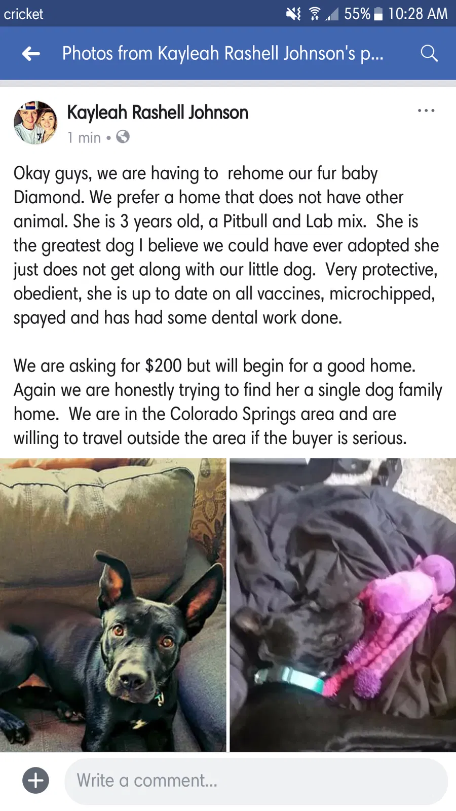 Found dog in Colorado Springs, CO, 80909