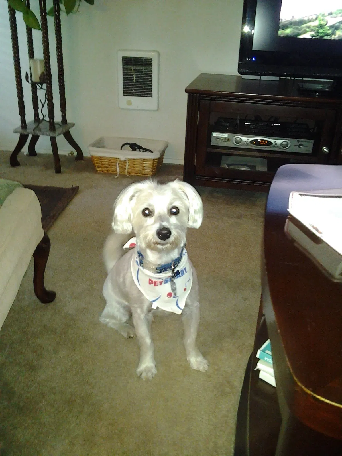 Found dog in Beaverton, OR, 97007