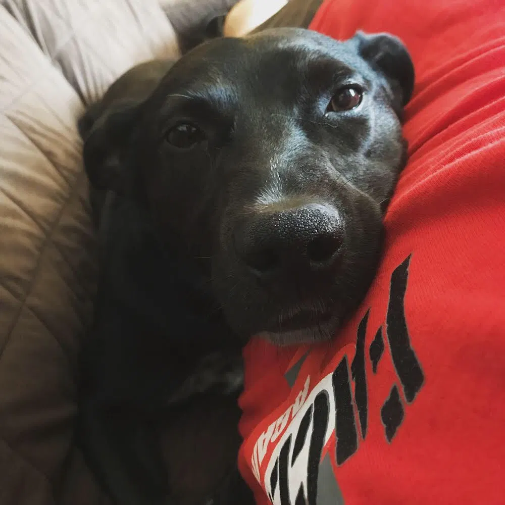 Found dog in Philadelphia, PA, 19136